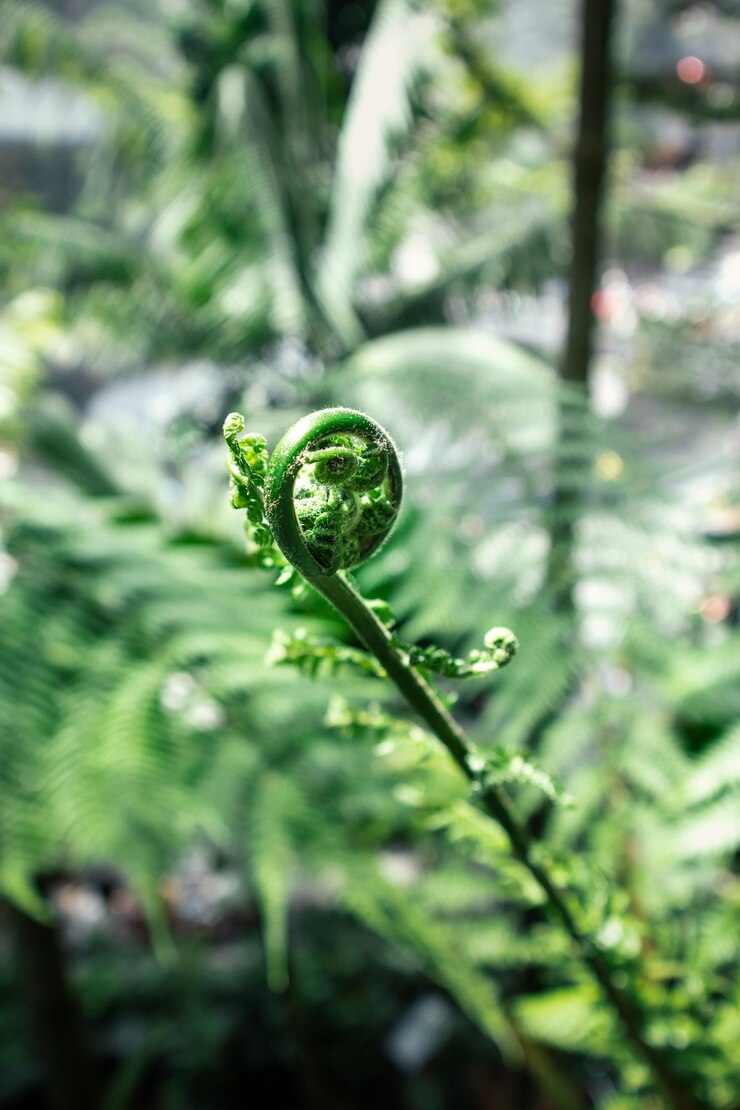 Photo 森林或花園中的植物的細節 樹葉的美麗質感 浅處的深度