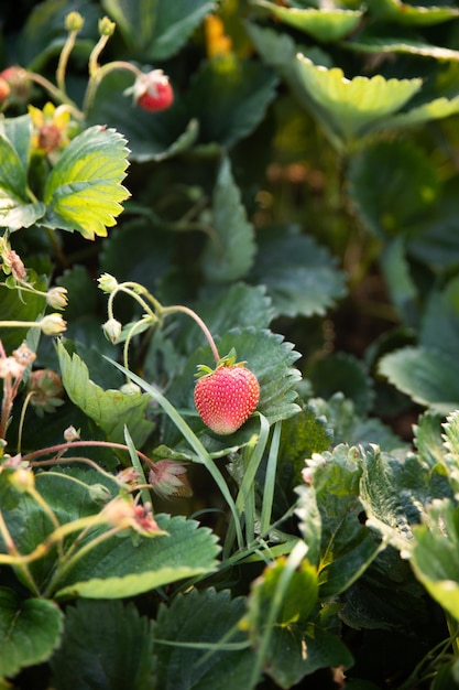 Detail of a plant with strawberries