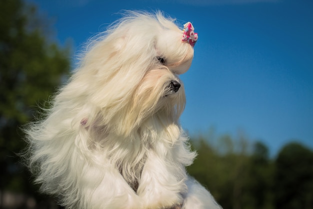 Photo detail portrait with a cute small maltese or bichon puppy dog looking at the camera