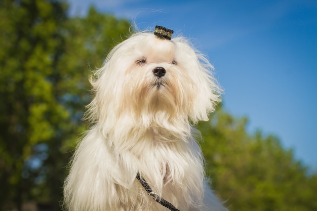 カメラを見ているかわいい小さなマルタまたはビションの子犬の犬との詳細の肖像画