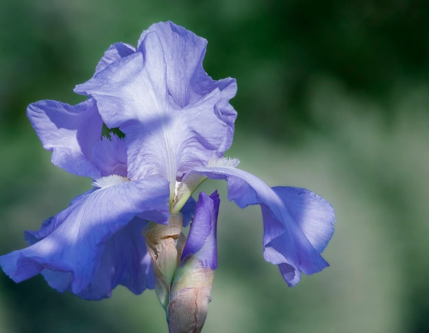 Photo detail of a purple iris