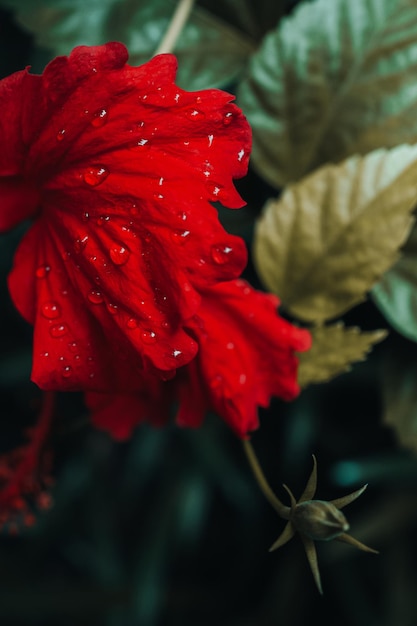 Detail of a red exotic tropical flower growing in nature after the rain Wild natural background