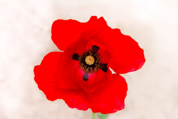 Photo detail of red poppy floret in spring on white background