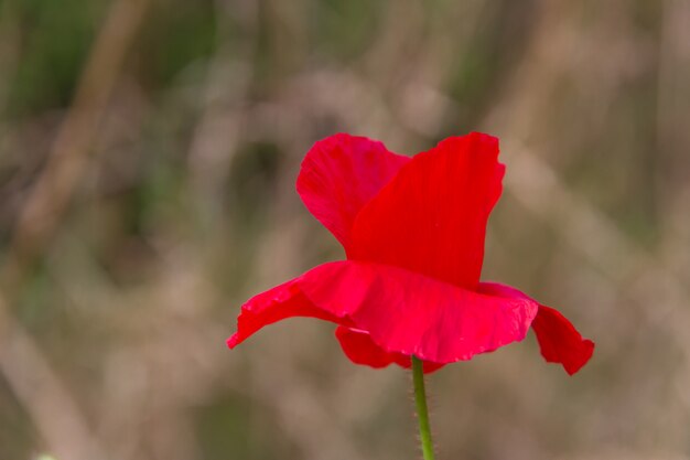 Detail of the red poppy floret in the spring