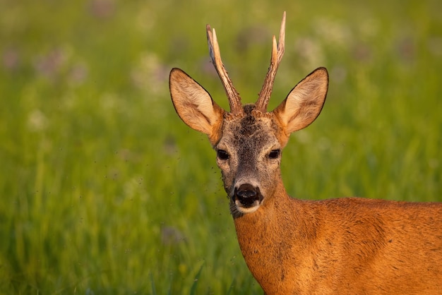 夏の緑の牧草地を見ているノロジカの詳細