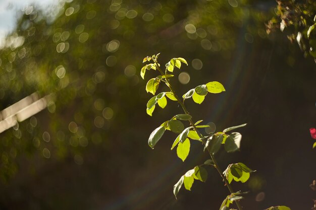 Detail of a rosary or wild resumed at sunset during a summer day in its moment of growth 

