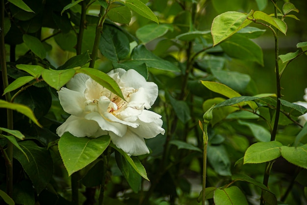 Detail of Rose flower in nature in spring time