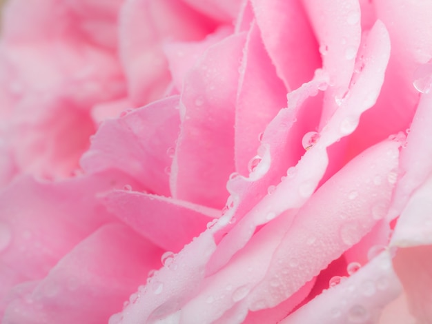 detail of rose sweet pink flower 