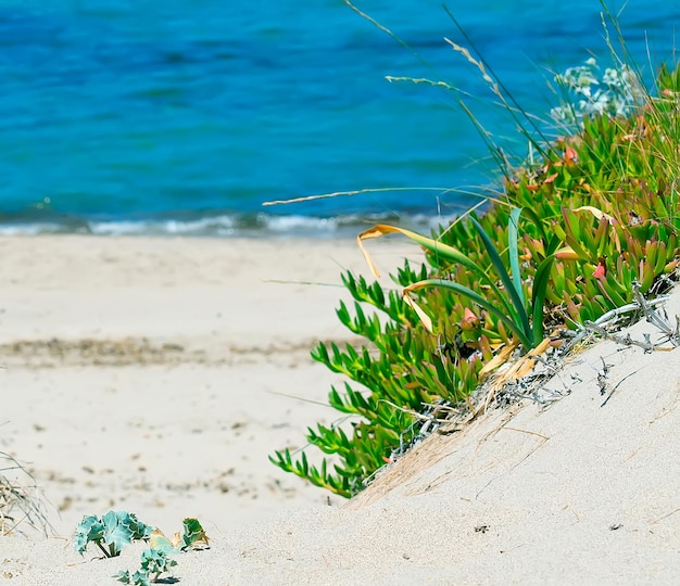 Detail of the Sardinian coastline