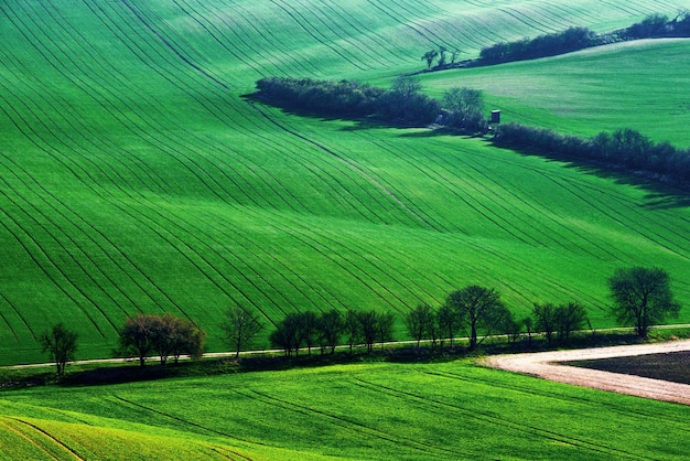 Detail scenery at South Moravian field during spring Czech republic