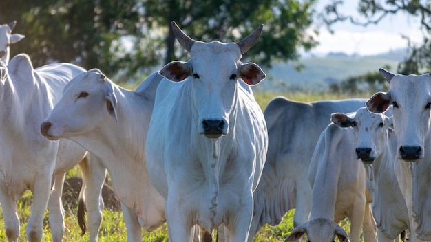 Detail of several heads of cattle Nelore