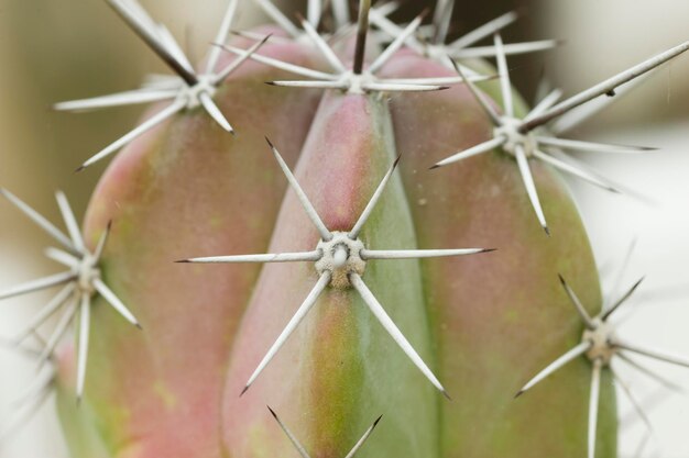 Photo detail of the sharp thorns