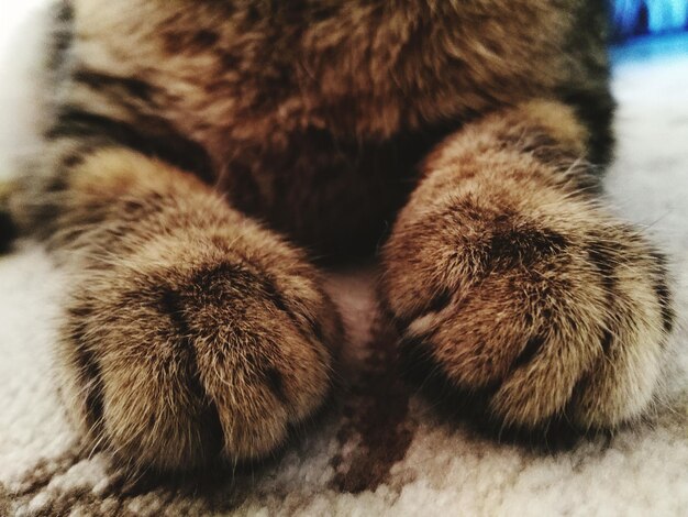 Photo detail shot of animal paw