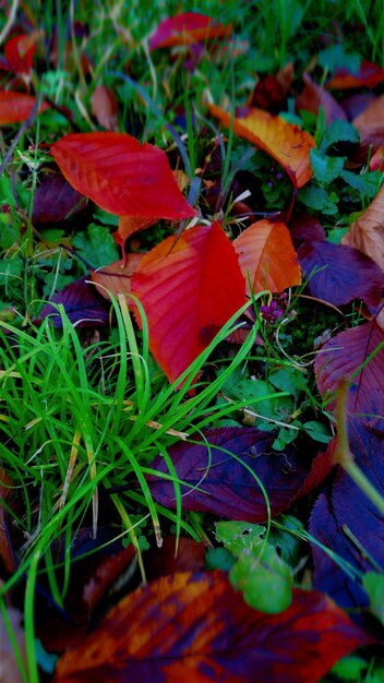 Foto immagine dettagliata di foglie e erba autunnali
