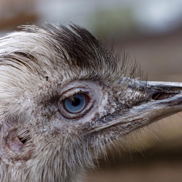 Photo detail shot of a bird