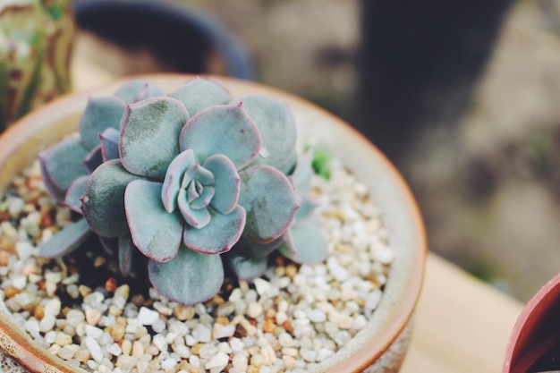 Foto fotografia dettagliata della pianta di cactus