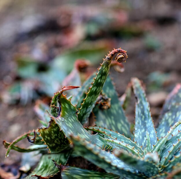 Foto fotografia dettagliata delle piante di cactus