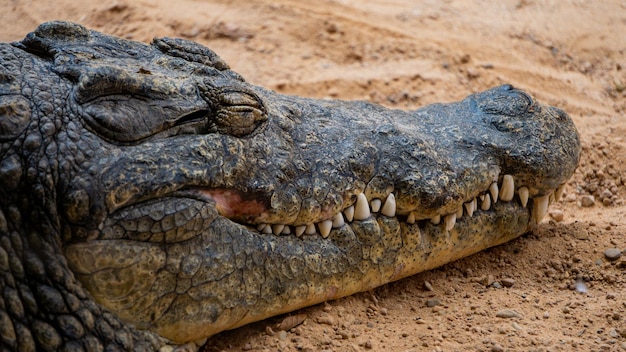 Detail shot of a crocodile's teeth