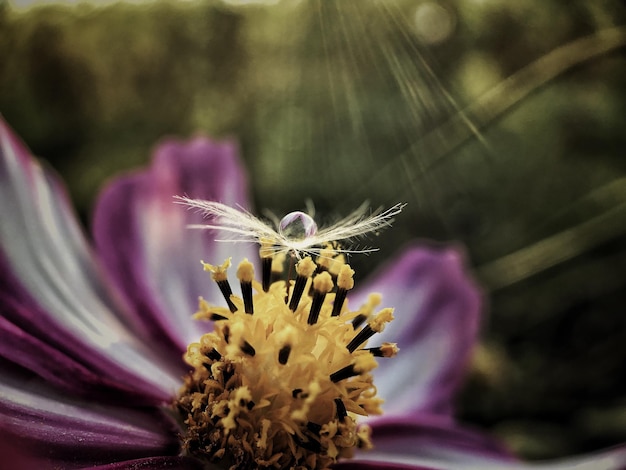 Photo detail shot of cropped flower