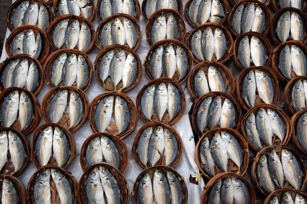 販売中の魚の詳細写真