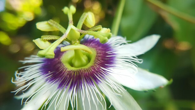 Photo detail shot of a flower