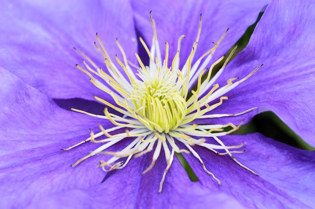 Photo detail shot of a flower