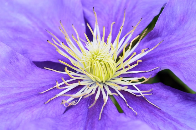 Detail shot of a flower