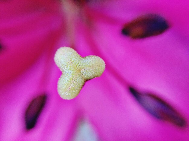 Foto fotografia dettagliata di un fiore