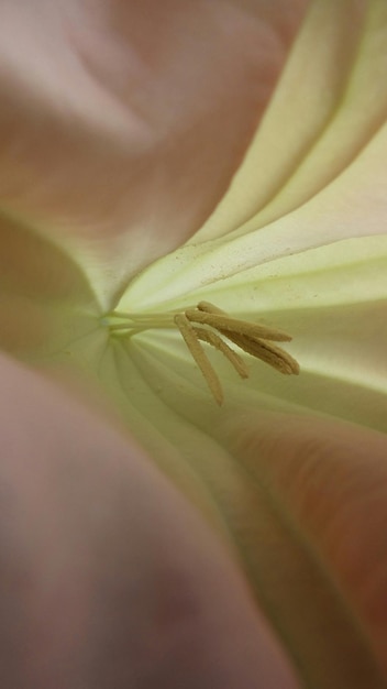 Photo detail shot of flower