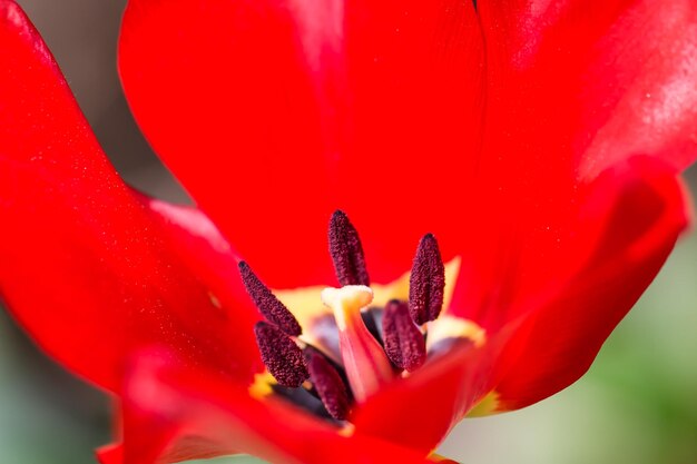 Detail shot of flower