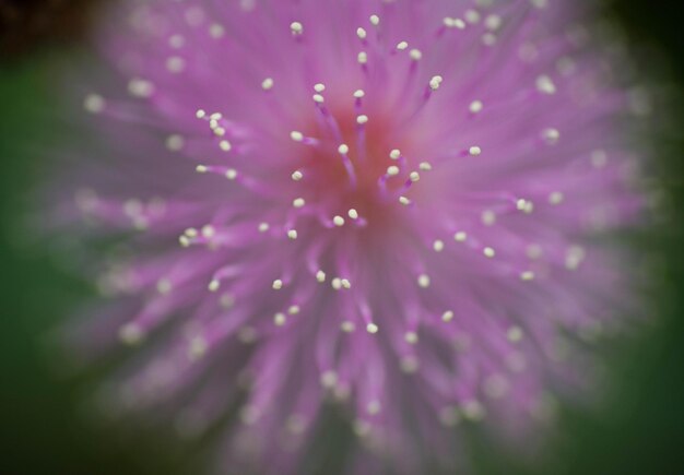 Foto fotografia dettagliata di un fiore
