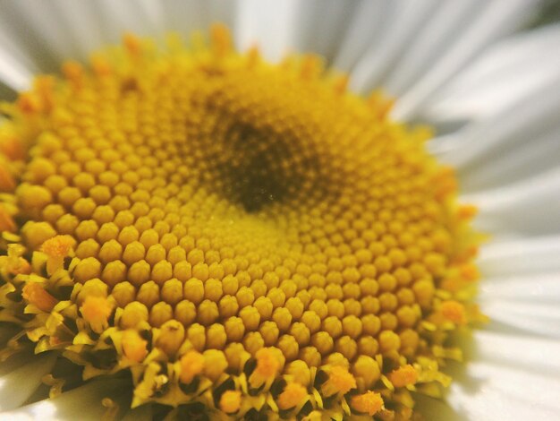 Detail shot of flower