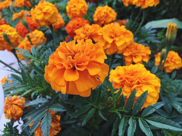 花の詳細写真