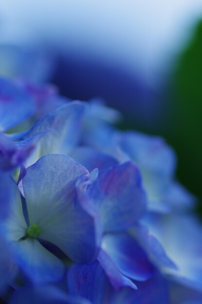 Foto fotografia dettagliata dei fiori