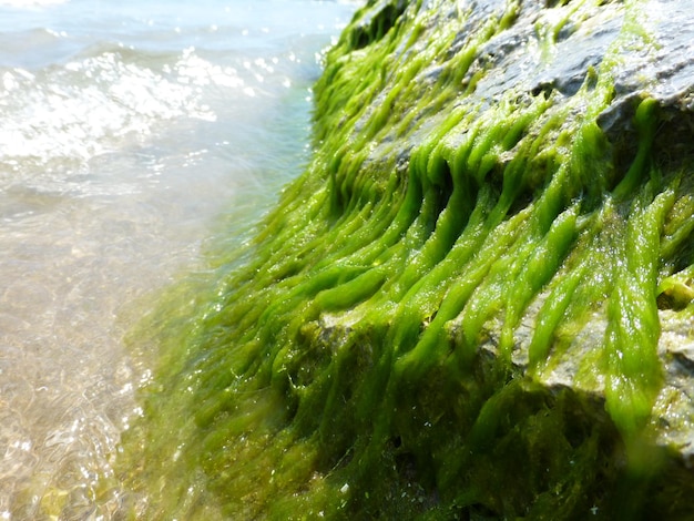 Fotografia dettagliata del cibo in mare