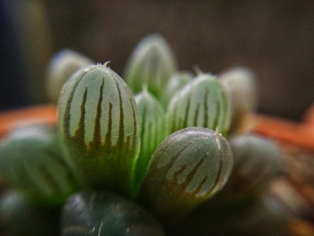 Photo detail shot of fruit