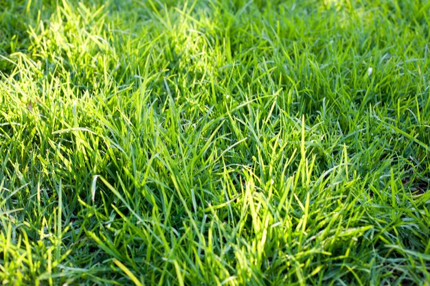 Detail shot of grassy field