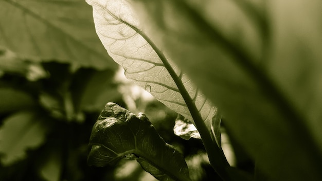 Photo detail shot of green leaves