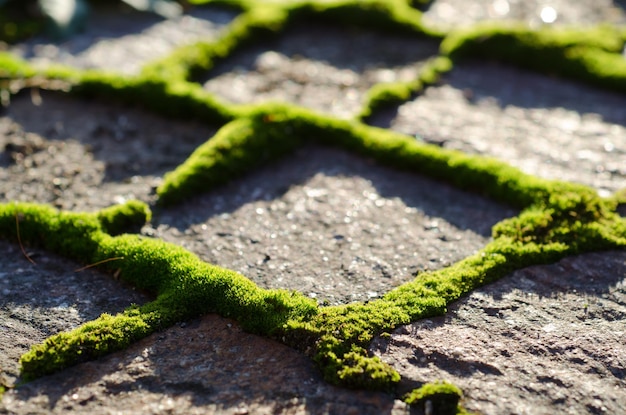 Detail shot of ground as background