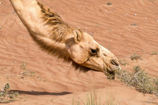 Photo detail shot of head and neck of arabian or also dromedary camel