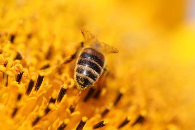 Foto disegno dettagliato di un'ape mellifera su un fiore giallo