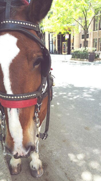 Foto fotografia dettagliata di un cavallo