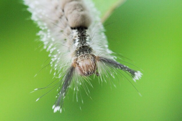 Photo detail shot of insect against blurred background