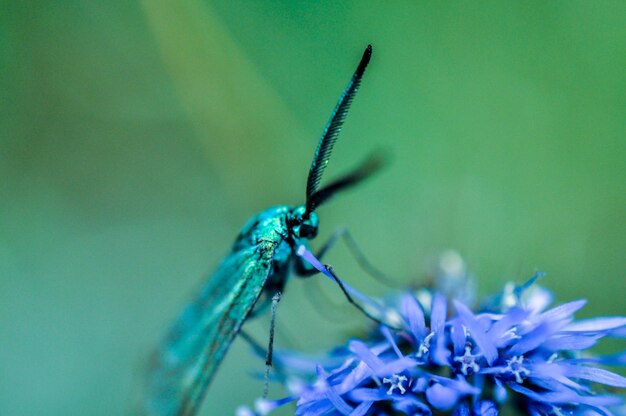 ぼんやりした背景の花の上の昆虫の詳細写真