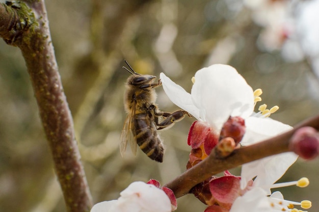 Foto fotografia dettagliata di un insetto sul fiore