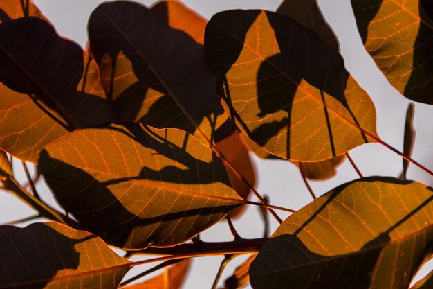 Photo detail shot of leaves