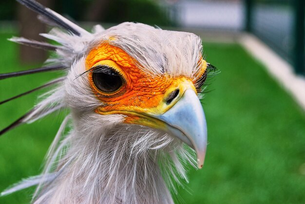 写真 鳥の詳細写真