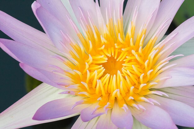 写真 花の詳細写真