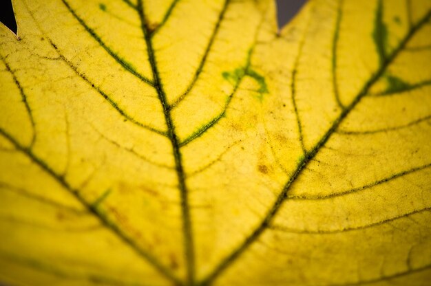 写真 秋の葉の詳細写真