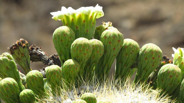 写真 カクタス植物の詳細写真